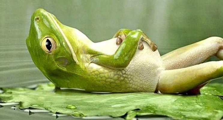 frog